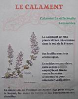 24 - Les plantes d'interieur en vogue au 19e - Le calament.jpg